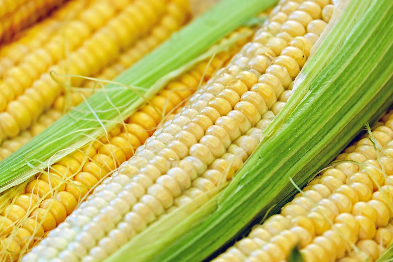 corn-1605664_1920